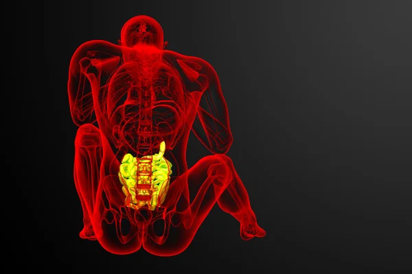 小腸の 3 d レンダリングされた図 — ストック写真