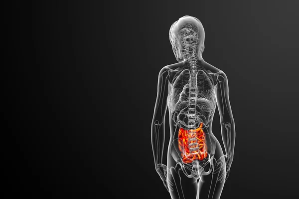 3d illustrazione resa dell'intestino tenue — Foto Stock