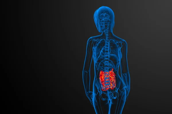 3d illustrazione resa dell'intestino tenue — Foto Stock