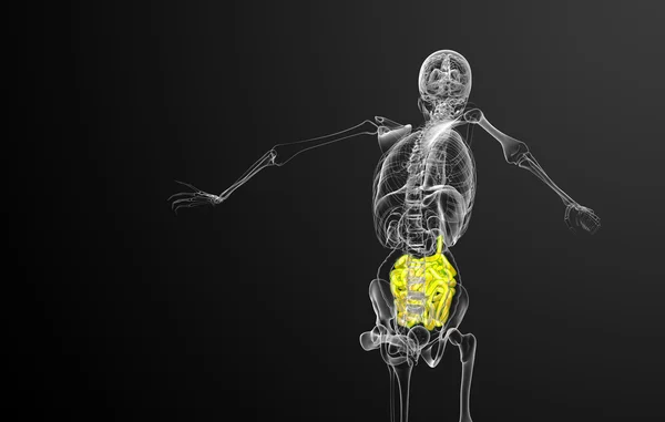 小肠的 3d 呈现的插图 — 图库照片