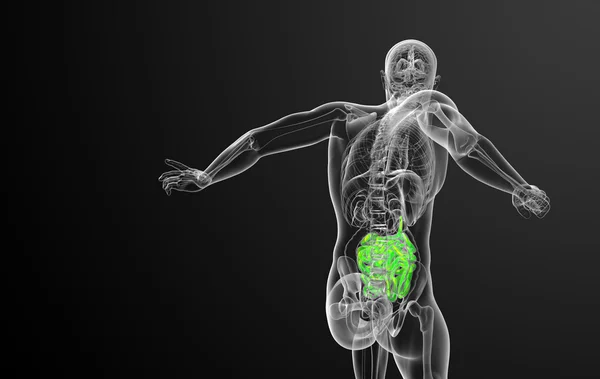 3d illustrazione resa dell'intestino tenue — Foto Stock