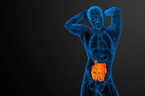 3d illustrazione resa dell'intestino tenue — Foto Stock