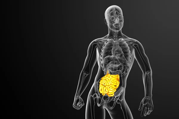 3d ilustración renderizada del intestino delgado —  Fotos de Stock