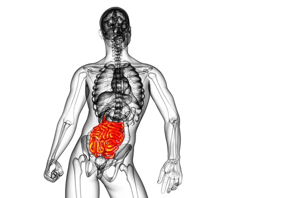 3d ilustração renderizada do intestino delgado — Fotografia de Stock