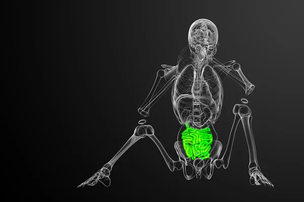 Ince bağırsak 3D render çizimi — Stok fotoğraf