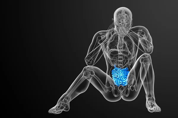 3d ilustración renderizada del intestino delgado — Foto de Stock