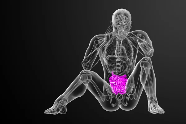 小肠的 3d 呈现的插图 — 图库照片