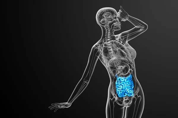 3d rendered illustration of the small intestine — Stock Photo, Image