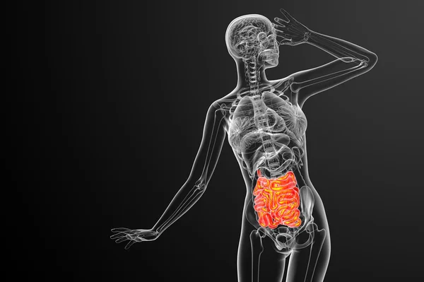 3d ilustración renderizada del intestino delgado — Foto de Stock