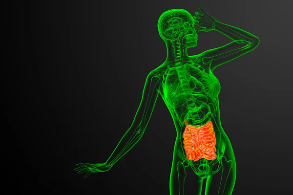 3d ilustração renderizada do intestino delgado — Fotografia de Stock