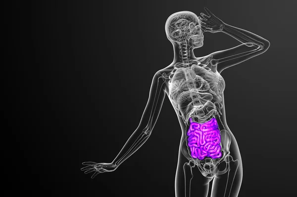 3d ilustración renderizada del intestino delgado — Foto de Stock