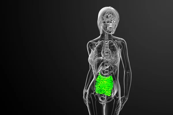 3d ilustración renderizada del intestino delgado — Foto de Stock