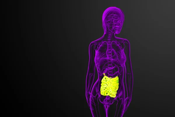 3D-gerenderde afbeelding van de dunne darm — Stockfoto
