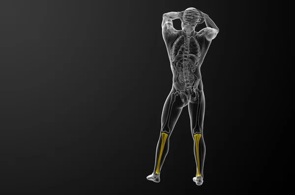 3D render ilustracja kości piszczelowej — Zdjęcie stockowe