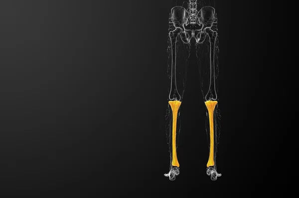 3D göra medicinsk illustration av tibia benet — Stockfoto