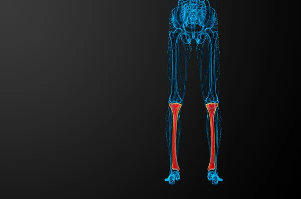 Illustration médicale du tibia en 3D — Photo