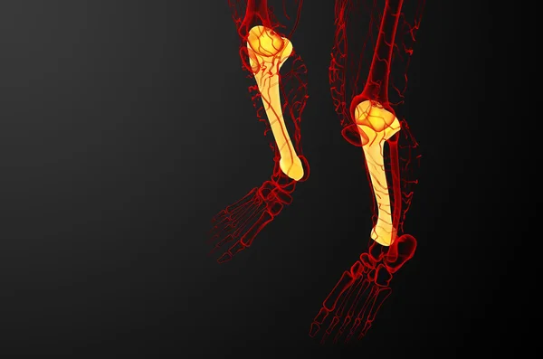 3D göra medicinsk illustration av tibia benet — Stockfoto