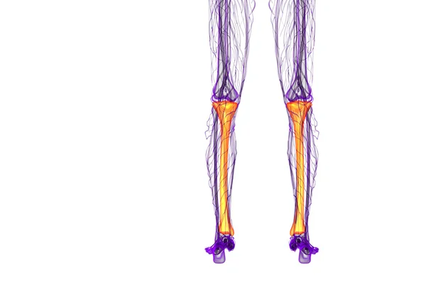 3d rendere illustrazione medica dell'osso della tibia — Foto Stock