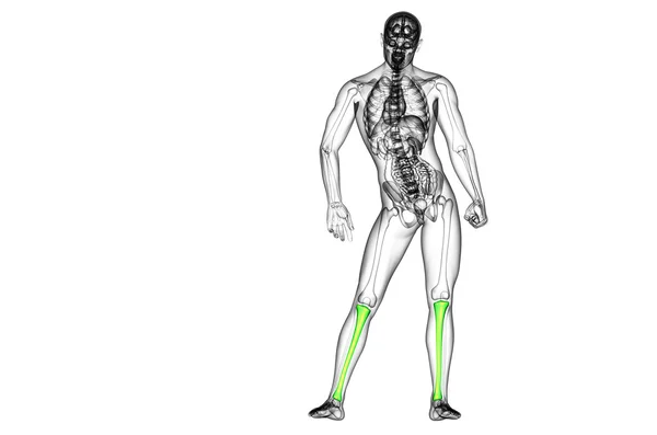 3d tornar ilustração médica do osso da tíbia — Fotografia de Stock