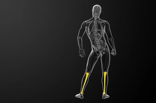 3d hacer ilustración médica del hueso de la tibia —  Fotos de Stock