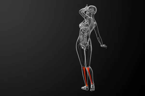 3-я медицинская иллюстрация берцовой кости — стоковое фото