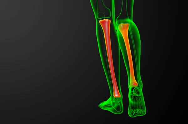 3d візуалізація медичної ілюстрації кістки великогомілкової кістки — стокове фото