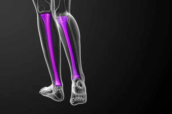 3d render medical illustration of the tibia bone — Stock Photo, Image