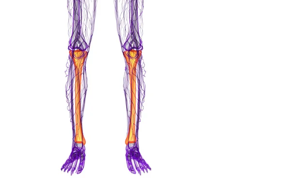 3d 렌더링 의료 일러스트 레이 션의 경골 뼈 — 스톡 사진