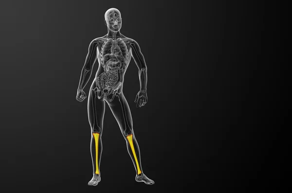 3D vykreslení lékařské ilustrace holenní kosti — Stock fotografie