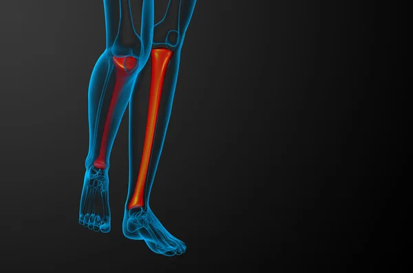 3d 渲染医学插图的胫骨骨 — 图库照片