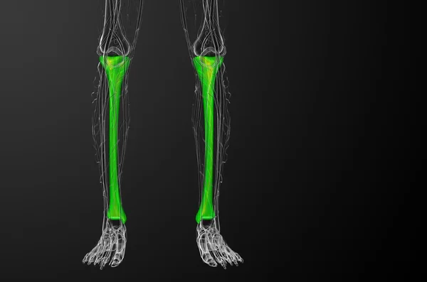 3d hacer ilustración médica del hueso de la tibia — Foto de Stock