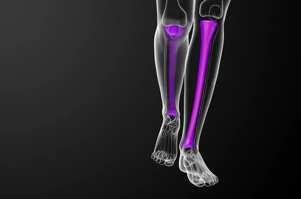 3d render medical illustration of the tibia bone — Stock Photo, Image