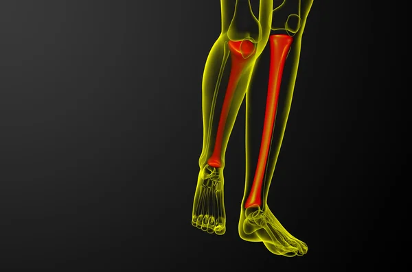 3D göra medicinsk illustration av tibia benet — Stockfoto