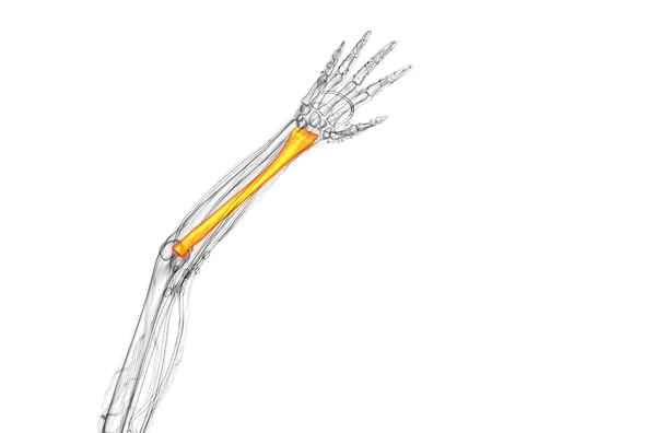 3d 렌더링 의료 일러스트 레이 션의 반경 뼈 — 스톡 사진