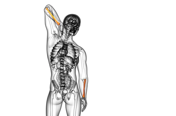 Illustration médicale 3d du rayon osseux — Photo