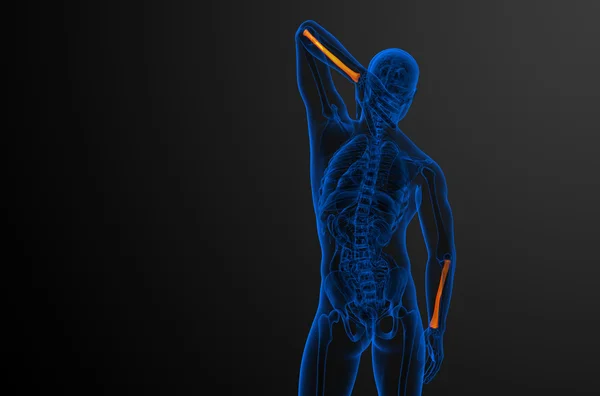 3D рендеринг медицинской иллюстрации лучевой кости — стоковое фото