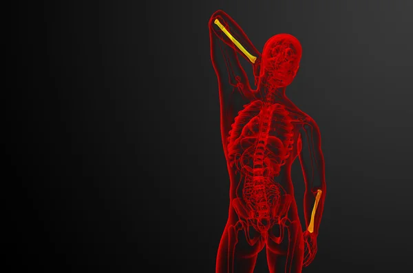 Radius kemik 3D render tıbbi çizimi — Stok fotoğraf