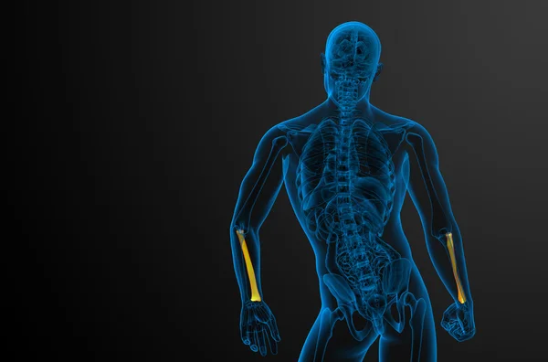 3D render ilustracja kości promieniowej — Zdjęcie stockowe