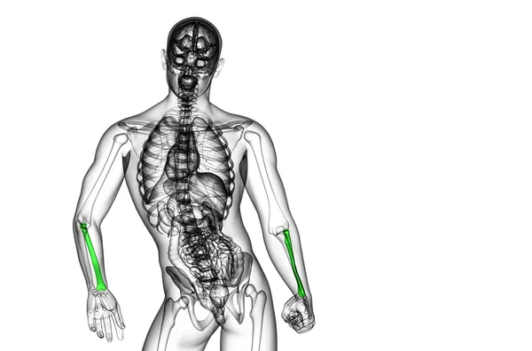 Illustration médicale 3d du rayon osseux — Photo