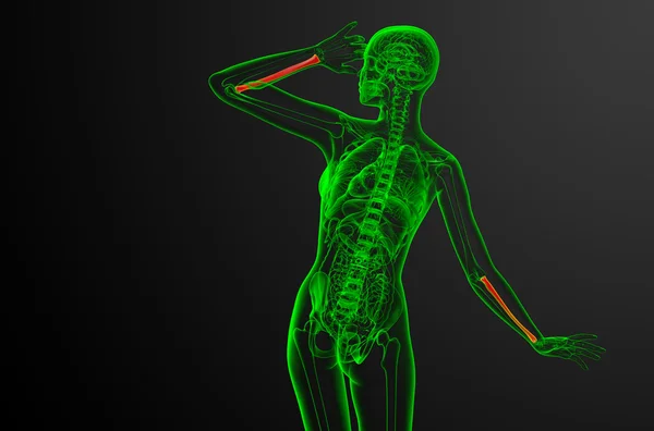3D vykreslení lékařské ilustrace poloměr kosti — Stock fotografie