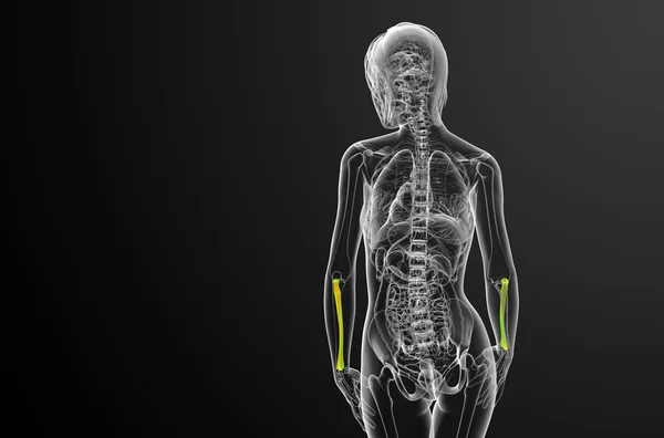 3D рендеринг медицинской иллюстрации лучевой кости — стоковое фото