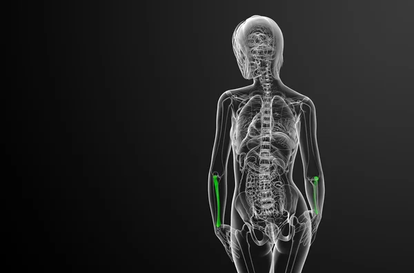 3d tornar ilustração médica do osso do rádio — Fotografia de Stock