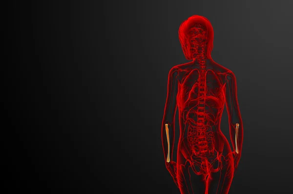 3D göra medicinsk illustration av radien ben — Stockfoto