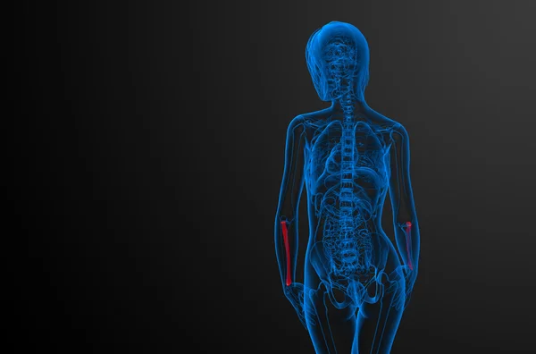 3D-Darstellung medizinischer Darstellung des Radiusknochens — Stockfoto