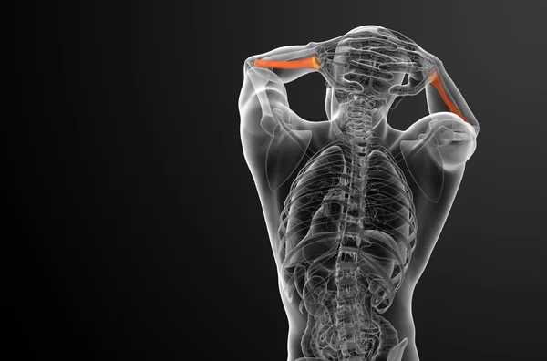 3D vykreslení lékařské ilustrace poloměr kosti — Stock fotografie