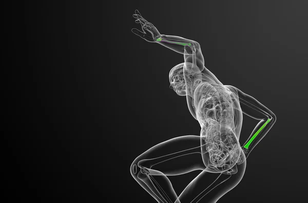 3d render medical illustration of the radius bone — Stock Photo, Image