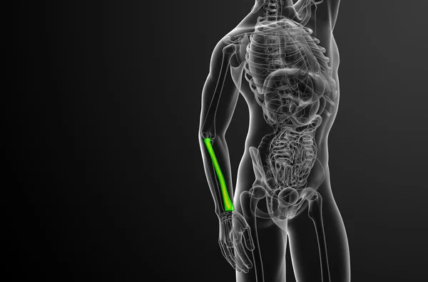 3d render medical illustration of the radius bone — Stock Photo, Image