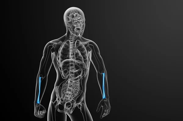 3d render medical illustration of the radius bone — Stock Photo, Image