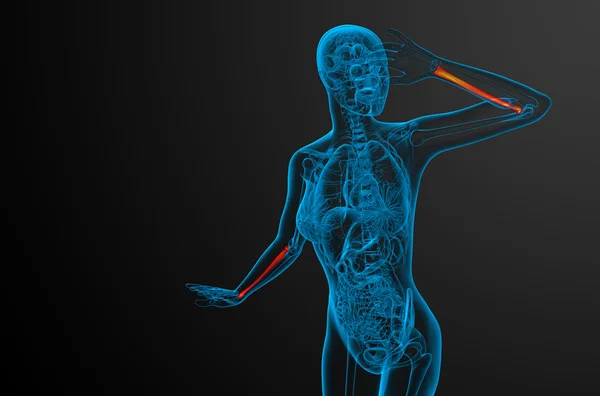 3D render medische illustratie van het RADIUS-bot — Stockfoto