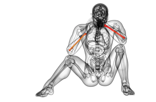 3D καθιστούν ιατρική απεικόνιση της η ακτίνα των οστών — Φωτογραφία Αρχείου